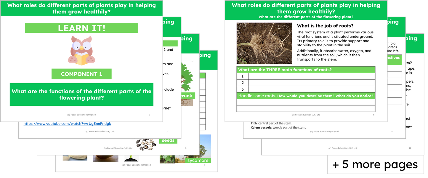 Science Y3: What part do different parts of plants play to help them grow healthily?