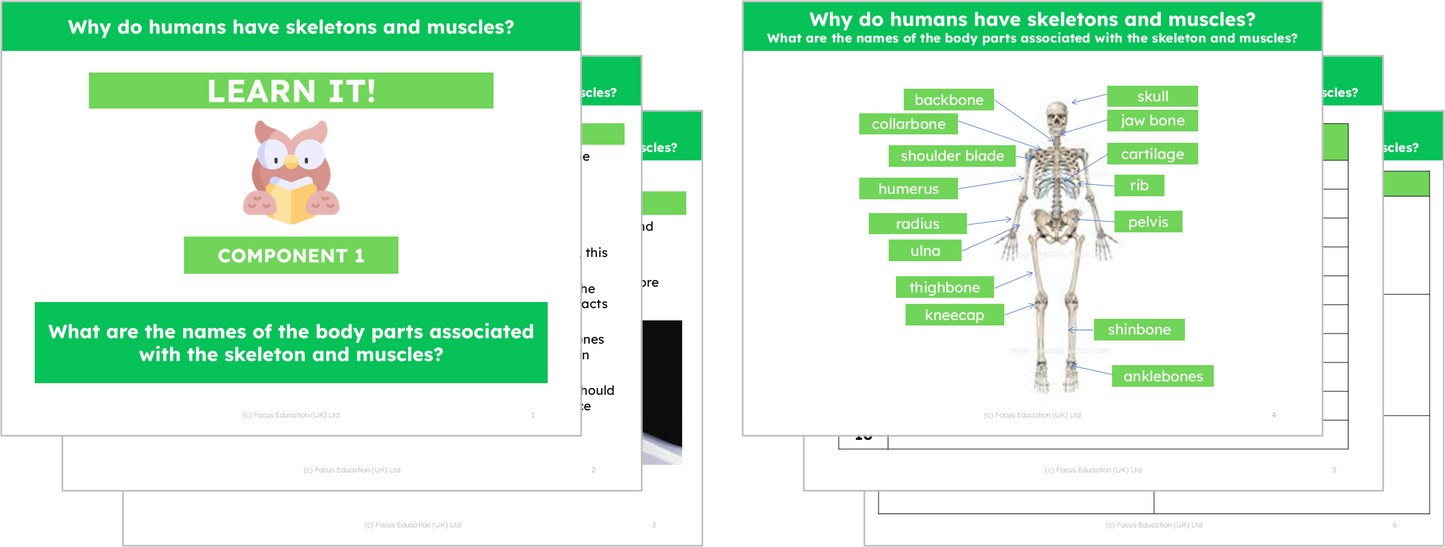 Science Y3: Why do humans have skeletons and muscles?