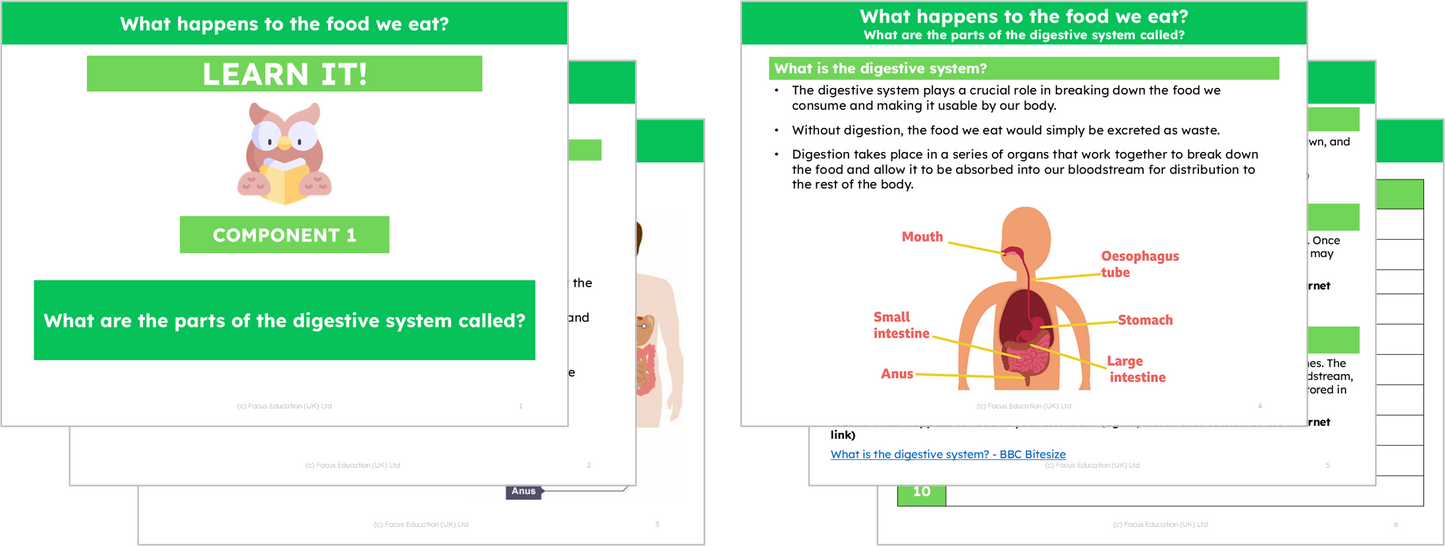 Science Y4: What happens to the food we eat?