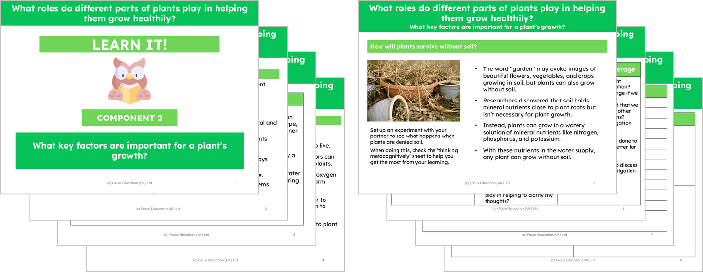 Science Y3: What part do different parts of plants play to help them grow healthily?