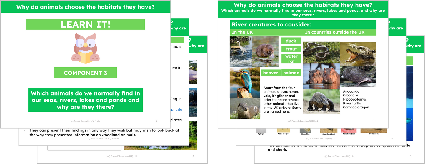 Science Y2: Why do animals choose the habitat they have?