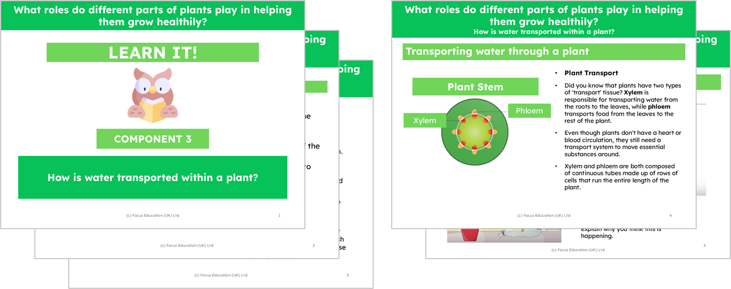 Science Y3: What part do different parts of plants play to help them grow healthily?