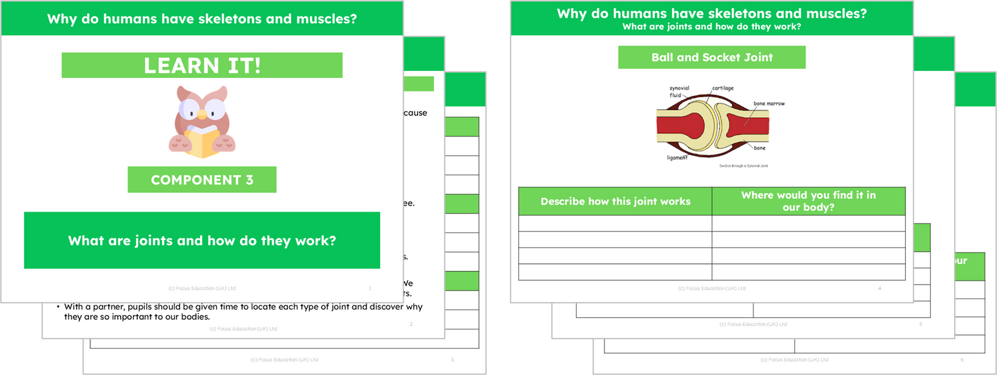 Science Y3: Why do humans have skeletons and muscles?