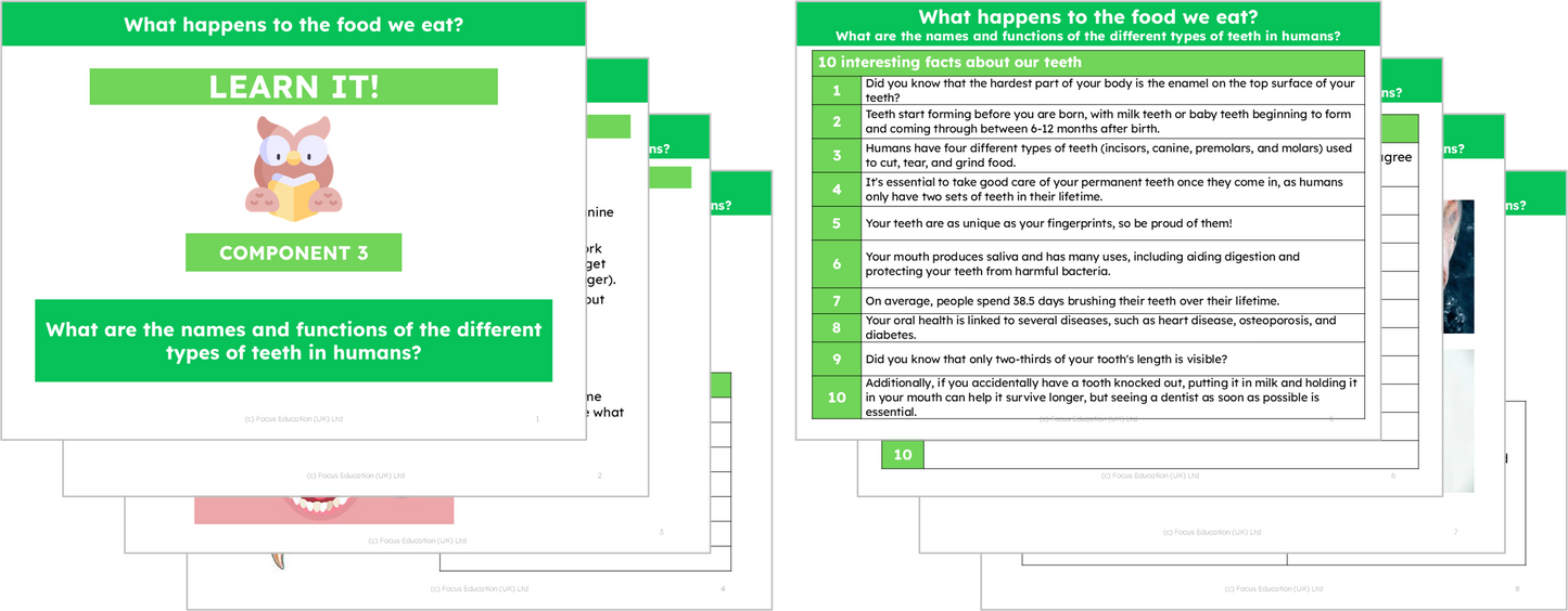 Science Y4: What happens to the food we eat?