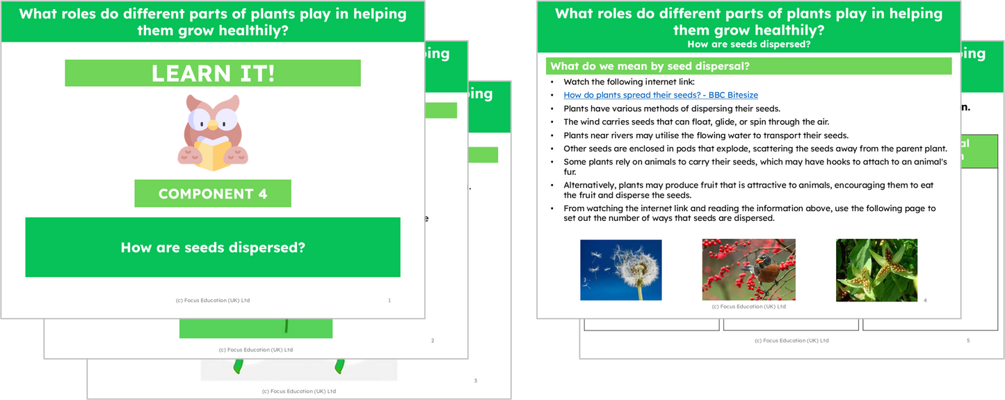 Science Y3: What part do different parts of plants play to help them grow healthily?