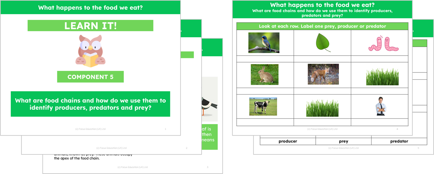 Science Y4: What happens to the food we eat?