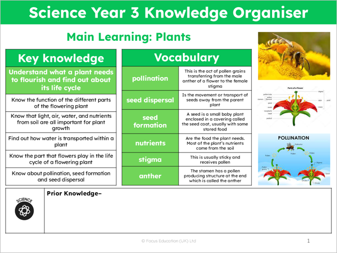 Science Y3: What part do different parts of plants play to help them grow healthily?