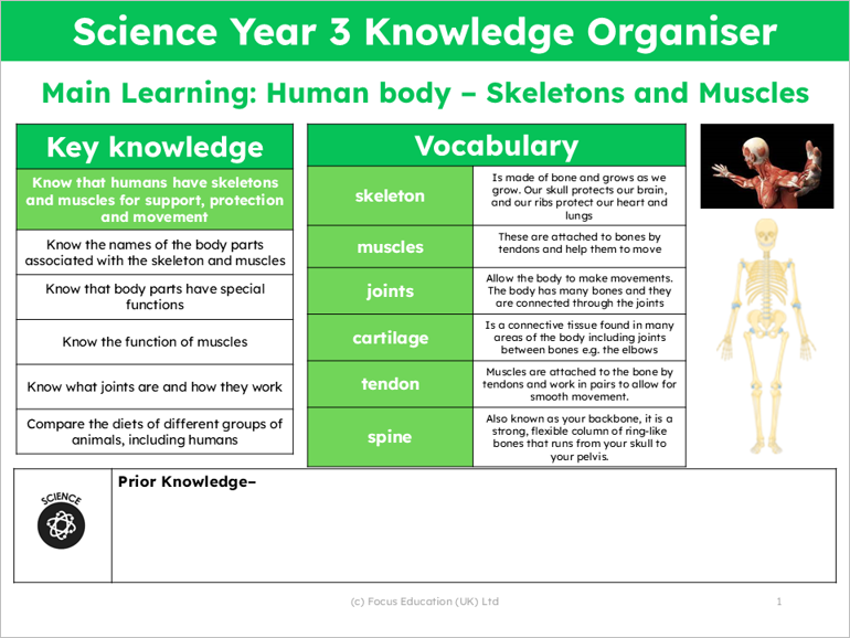 Science Y3: Why do humans have skeletons and muscles?