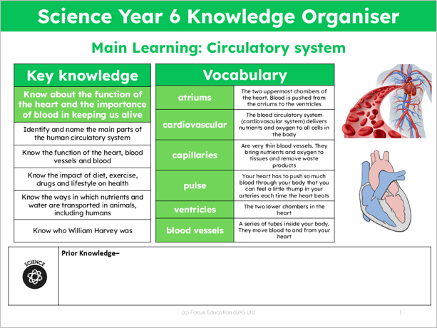 Science Y6: How does the heart work and why is it so important?